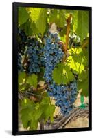 Washington State, Red Mountain. Winemaker with Merlot Grapes-Richard Duval-Framed Photographic Print