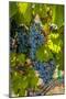 Washington State, Red Mountain. Winemaker with Merlot Grapes-Richard Duval-Mounted Premium Photographic Print