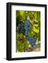 Washington State, Red Mountain. Winemaker with Merlot Grapes-Richard Duval-Framed Photographic Print