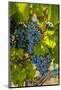 Washington State, Red Mountain. Winemaker with Merlot Grapes-Richard Duval-Mounted Photographic Print