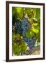 Washington State, Red Mountain. Winemaker with Merlot Grapes-Richard Duval-Framed Premium Photographic Print