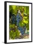 Washington State, Red Mountain. Winemaker with Merlot Grapes-Richard Duval-Framed Photographic Print