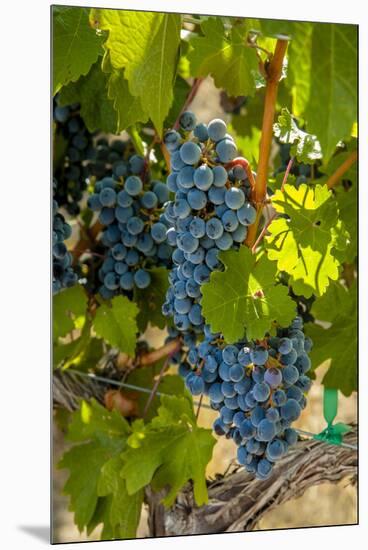 Washington State, Red Mountain. Winemaker with Merlot Grapes-Richard Duval-Mounted Premium Photographic Print