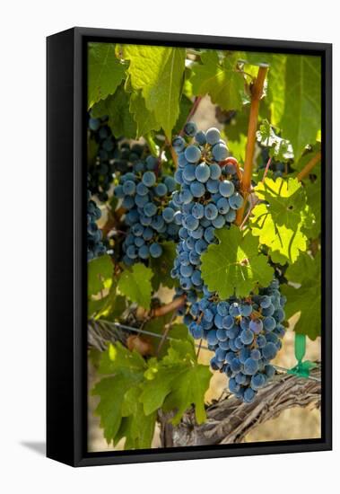 Washington State, Red Mountain. Winemaker with Merlot Grapes-Richard Duval-Framed Stretched Canvas