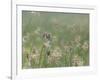 Washington State, Ridgefield National Wildlife Refuge. Marsh Wren Singing on Reed-Jaynes Gallery-Framed Photographic Print