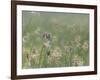 Washington State, Ridgefield National Wildlife Refuge. Marsh Wren Singing on Reed-Jaynes Gallery-Framed Photographic Print