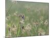 Washington State, Ridgefield National Wildlife Refuge. Marsh Wren Singing on Reed-Jaynes Gallery-Mounted Photographic Print