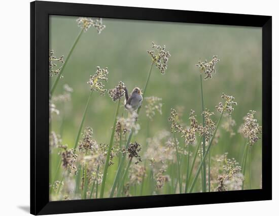 Washington State, Ridgefield National Wildlife Refuge. Marsh Wren Singing on Reed-Jaynes Gallery-Framed Photographic Print