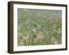 Washington State, Ridgefield National Wildlife Refuge. Marsh Wren Singing on Reed-Jaynes Gallery-Framed Photographic Print