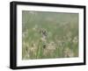 Washington State, Ridgefield National Wildlife Refuge. Marsh Wren Singing on Reed-Jaynes Gallery-Framed Photographic Print