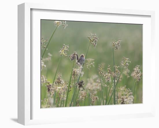 Washington State, Ridgefield National Wildlife Refuge. Marsh Wren Singing on Reed-Jaynes Gallery-Framed Photographic Print