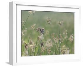 Washington State, Ridgefield National Wildlife Refuge. Marsh Wren Singing on Reed-Jaynes Gallery-Framed Photographic Print