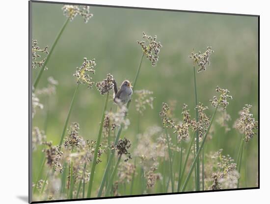 Washington State, Ridgefield National Wildlife Refuge. Marsh Wren Singing on Reed-Jaynes Gallery-Mounted Photographic Print