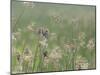 Washington State, Ridgefield National Wildlife Refuge. Marsh Wren Singing on Reed-Jaynes Gallery-Mounted Photographic Print