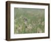 Washington State, Ridgefield National Wildlife Refuge. Marsh Wren Singing on Reed-Jaynes Gallery-Framed Photographic Print