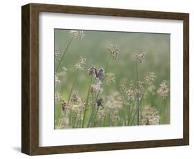 Washington State, Ridgefield National Wildlife Refuge. Marsh Wren Singing on Reed-Jaynes Gallery-Framed Photographic Print