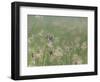 Washington State, Ridgefield National Wildlife Refuge. Marsh Wren Singing on Reed-Jaynes Gallery-Framed Photographic Print