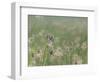 Washington State, Ridgefield National Wildlife Refuge. Marsh Wren Singing on Reed-Jaynes Gallery-Framed Photographic Print