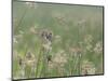 Washington State, Ridgefield National Wildlife Refuge. Marsh Wren Singing on Reed-Jaynes Gallery-Mounted Photographic Print