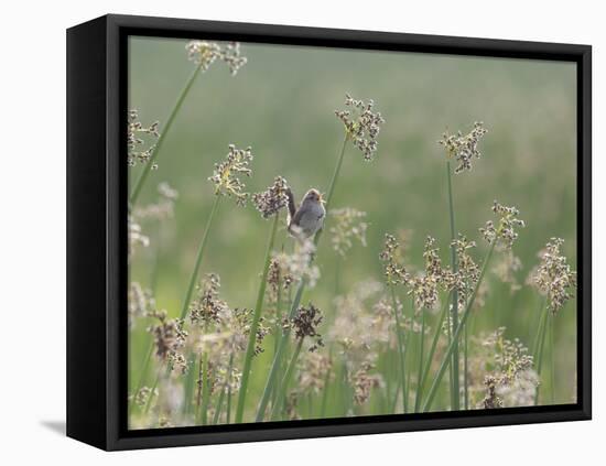 Washington State, Ridgefield National Wildlife Refuge. Marsh Wren Singing on Reed-Jaynes Gallery-Framed Stretched Canvas