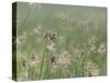 Washington State, Ridgefield National Wildlife Refuge. Marsh Wren Singing on Reed-Jaynes Gallery-Stretched Canvas