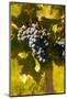 Washington State, Royal City. Grenache Grapes on the Royal Slope in the Columbia River Valley-Richard Duval-Mounted Photographic Print