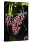 Washington State, Royal City. Pinot Gris Grapes on the Royal Slope in the Columbia River Valley-Richard Duval-Framed Stretched Canvas
