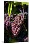 Washington State, Royal City. Pinot Gris Grapes on the Royal Slope in the Columbia River Valley-Richard Duval-Stretched Canvas