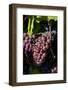 Washington State, Royal City. Pinot Gris Grapes on the Royal Slope in the Columbia River Valley-Richard Duval-Framed Photographic Print