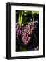 Washington State, Royal City. Pinot Gris Grapes on the Royal Slope in the Columbia River Valley-Richard Duval-Framed Photographic Print