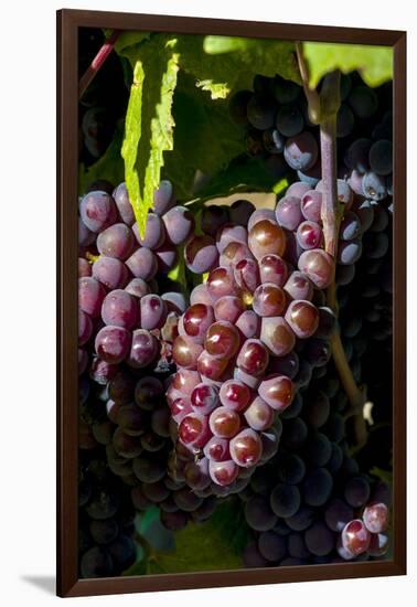 Washington State, Royal City. Pinot Gris Grapes on the Royal Slope in the Columbia River Valley-Richard Duval-Framed Photographic Print