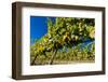 Washington State, Royal City. Riesling Grapes on the Royal Slope in the Columbia River Valley-Richard Duval-Framed Photographic Print