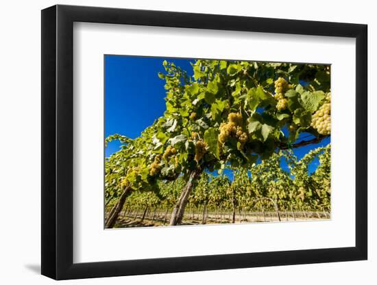 Washington State, Royal City. Riesling Grapes on the Royal Slope in the Columbia River Valley-Richard Duval-Framed Photographic Print