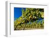 Washington State, Royal City. Riesling Grapes on the Royal Slope in the Columbia River Valley-Richard Duval-Framed Photographic Print