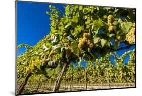 Washington State, Royal City. Riesling Grapes on the Royal Slope in the Columbia River Valley-Richard Duval-Mounted Photographic Print