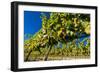 Washington State, Royal City. Riesling Grapes on the Royal Slope in the Columbia River Valley-Richard Duval-Framed Photographic Print