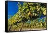 Washington State, Royal City. Riesling Grapes on the Royal Slope in the Columbia River Valley-Richard Duval-Framed Stretched Canvas