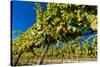 Washington State, Royal City. Riesling Grapes on the Royal Slope in the Columbia River Valley-Richard Duval-Stretched Canvas