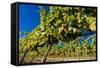 Washington State, Royal City. Riesling Grapes on the Royal Slope in the Columbia River Valley-Richard Duval-Framed Stretched Canvas