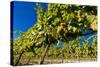 Washington State, Royal City. Riesling Grapes on the Royal Slope in the Columbia River Valley-Richard Duval-Stretched Canvas