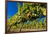 Washington State, Royal City. Riesling Grapes on the Royal Slope in the Columbia River Valley-Richard Duval-Framed Photographic Print