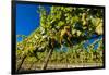 Washington State, Royal City. Riesling Grapes on the Royal Slope in the Columbia River Valley-Richard Duval-Framed Photographic Print