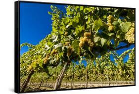 Washington State, Royal City. Riesling Grapes on the Royal Slope in the Columbia River Valley-Richard Duval-Framed Stretched Canvas