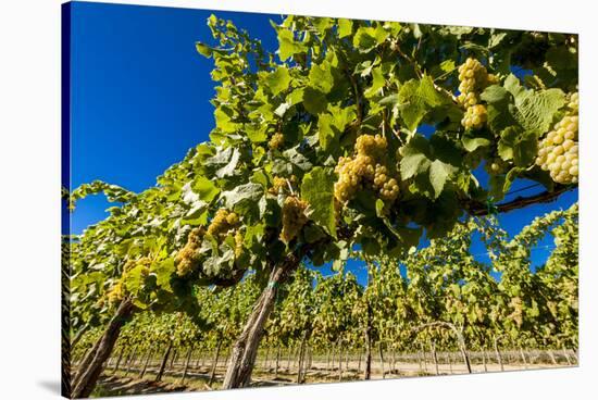 Washington State, Royal City. Riesling Grapes on the Royal Slope in the Columbia River Valley-Richard Duval-Stretched Canvas