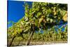 Washington State, Royal City. Riesling Grapes on the Royal Slope in the Columbia River Valley-Richard Duval-Stretched Canvas