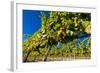 Washington State, Royal City. Riesling Grapes on the Royal Slope in the Columbia River Valley-Richard Duval-Framed Photographic Print