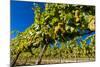 Washington State, Royal City. Riesling Grapes on the Royal Slope in the Columbia River Valley-Richard Duval-Mounted Photographic Print