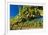 Washington State, Royal City. Riesling Grapes on the Royal Slope in the Columbia River Valley-Richard Duval-Framed Photographic Print