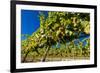 Washington State, Royal City. Riesling Grapes on the Royal Slope in the Columbia River Valley-Richard Duval-Framed Photographic Print