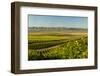 Washington State, Royal Slope. Vineyard in Washington's Columbia Valley-Richard Duval-Framed Photographic Print